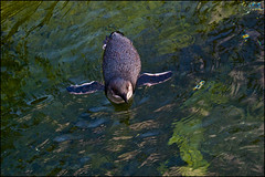 Auckland Zoo - Blue pinguins