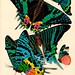 Seguy E.A. Papillions 19270008