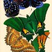 Seguy E.A. Papillions 19270007