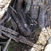 Ushuaia - Danno dei castori