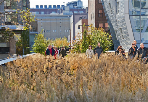 Field on the High Line by Alida's Photos