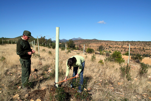 6323876424 ee67cd6cfc z Planting trees in Cañamero with the Tree Lovers Project