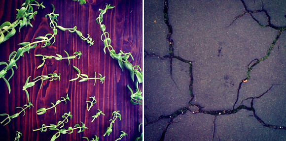 nature diptych