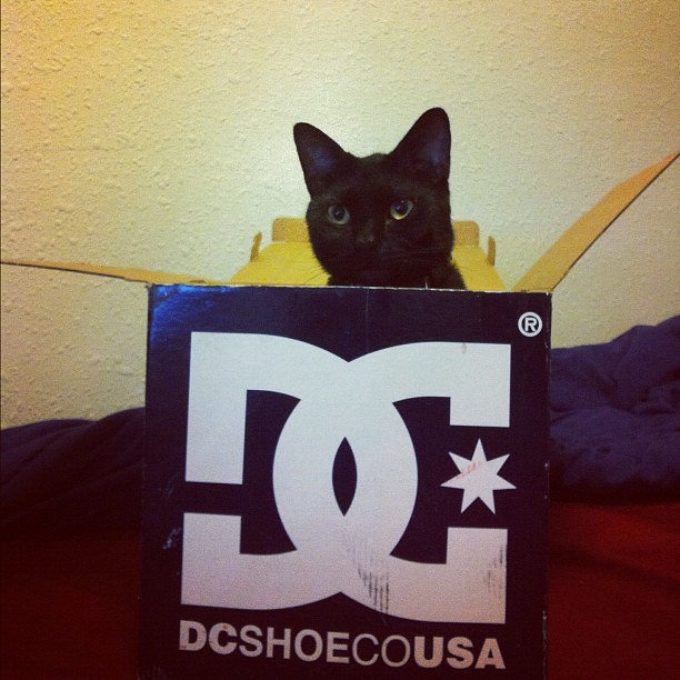 Got some new product in the mail today... #iphone #iphone4 #iphoneonly #iphoneography #instagram #catagram #instacat #instacats #kitty #pussy #cat #cats #dcshoes #dc #shoes #box