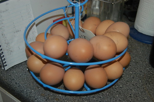 eggs Nov 11