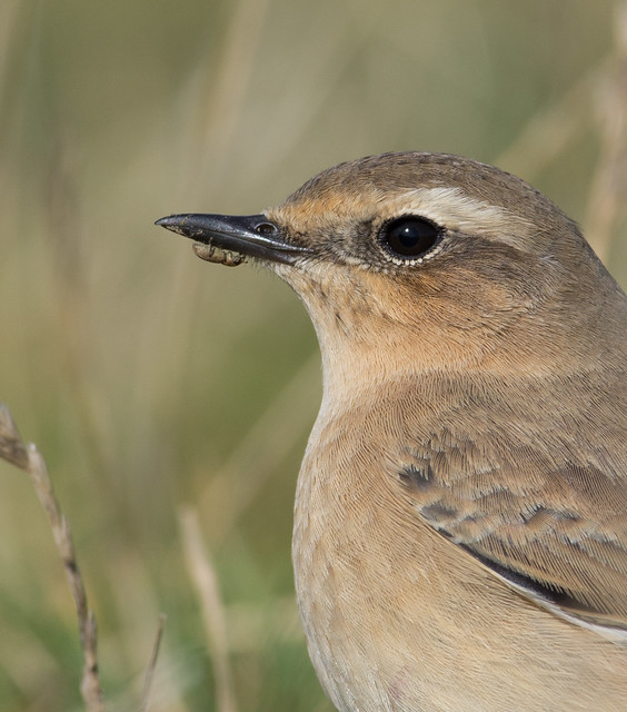 wheatear with weevil on beak afternoon 300mm 4