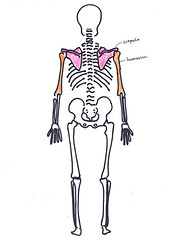 shoulder posterior view