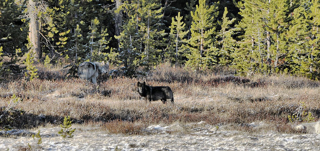 wolves in yellowstone national park