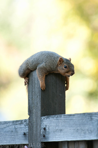 Lounging squirrel by Nikon Dom