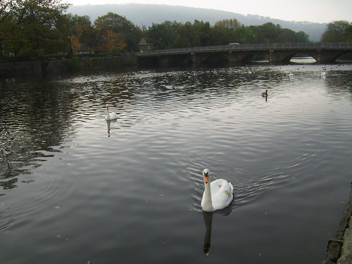 231011 Swans on River
