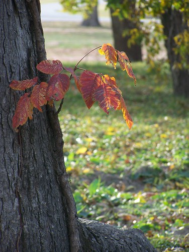Autumn 2011 by Musings By Char