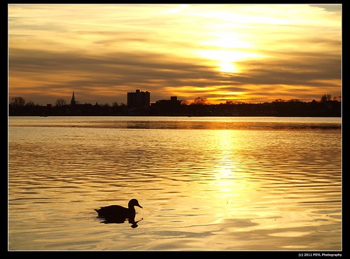 Duck on Little Lake