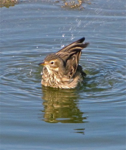 American Pipit at Gridley Wastewater Treatment Ponds 02