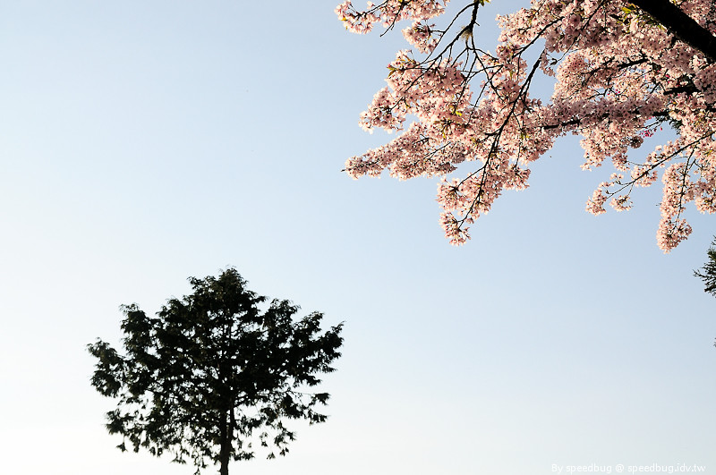 阿里山櫻花季27