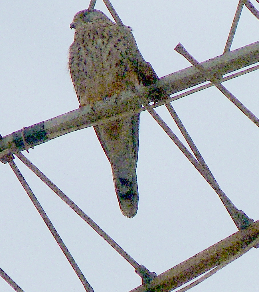 12-10-2011-is-this-a-kestrel