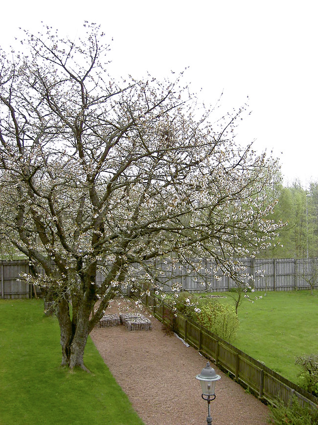 körsbärsträden 2004