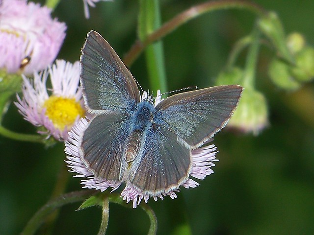 silvery blue female dorsal 100616 1006225 the balsams DIXVILLE NOTCH nh