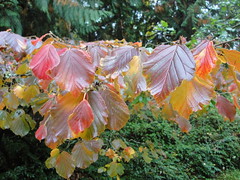 Hamamelis fall color