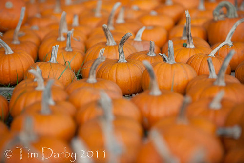 2011-10-19 - Pumpkin Patch-354