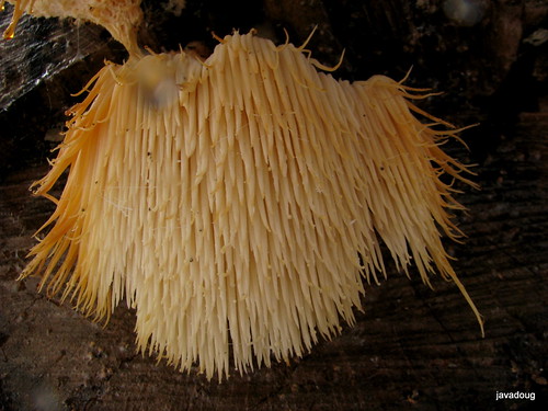 Odd Fungi formation under log