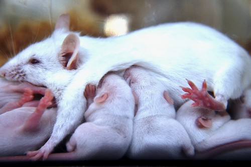 Ratinhos se alimentando... by aldasimplesassim