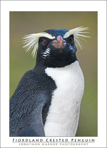 Fiordland Crested Penguin portrait (Tawaki) by truubloo