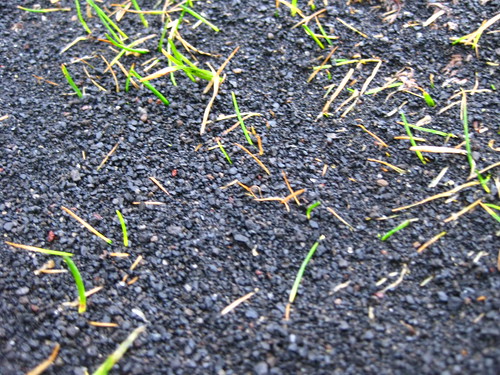 Ash-Covered Grass