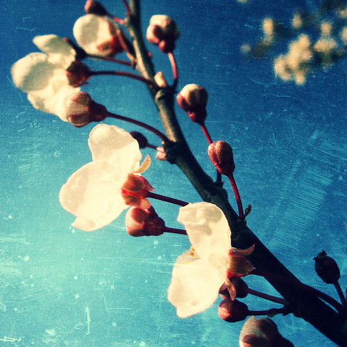 Cherry blossom - olden