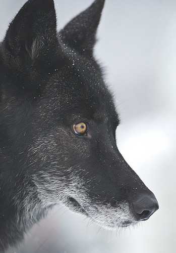 Black Wolf-46 by Dan Newcomb Photography