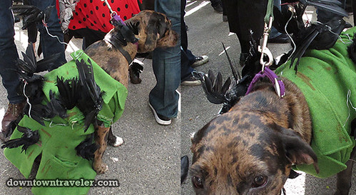 Tompkins Park Halloween Dog Parade_Catahoula in The Birds costume