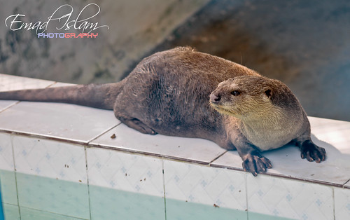 ভোঁদড় (Otter) by Emad Islam