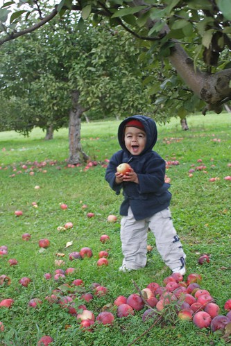 apple picking 2