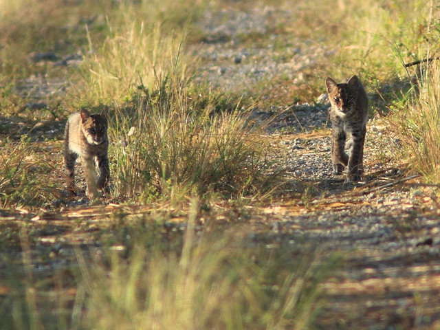 Bobcat cub and adult 7-20111103