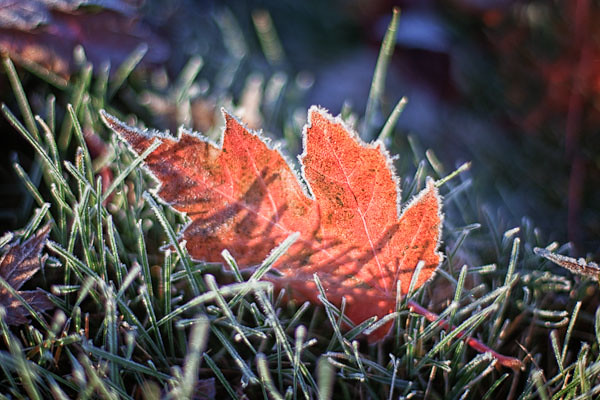 Frosty Maple Leaf