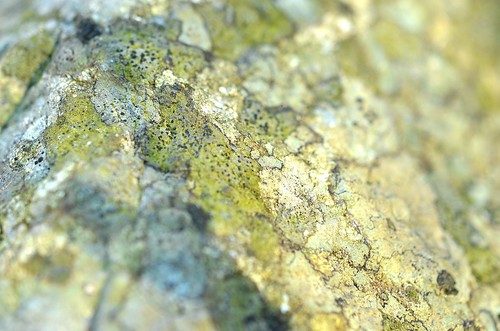 lichenlandscape_138