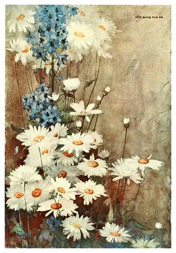 014-Margaritas y Delphinium-The flowers I love 1917- Katharine Cameron