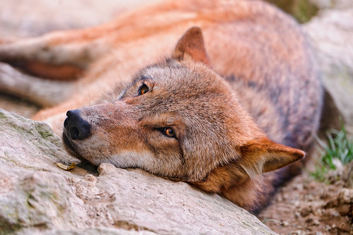 Tired wolf by Tambako the Jaguar