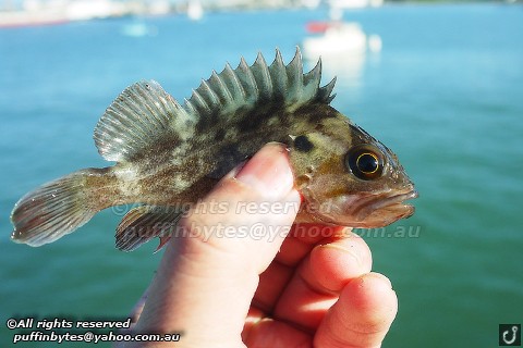 Brown Rockfish - Sebastes auriculatus