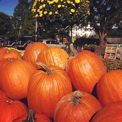 Hooray pumpkins! #fallinnewengland