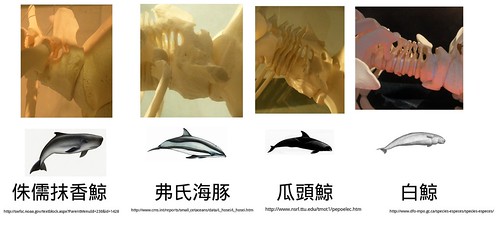 鯨豚頸椎.jpg