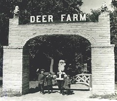 The Deer Farm at Santa Claus Land