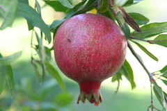 Scene from the SWS Farm: Pomegranate