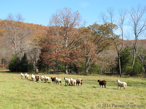 Rounding up the sheep surrounded by autumn color 9 - FarmgirlFare.com