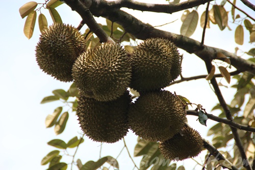 Buah Durian muda