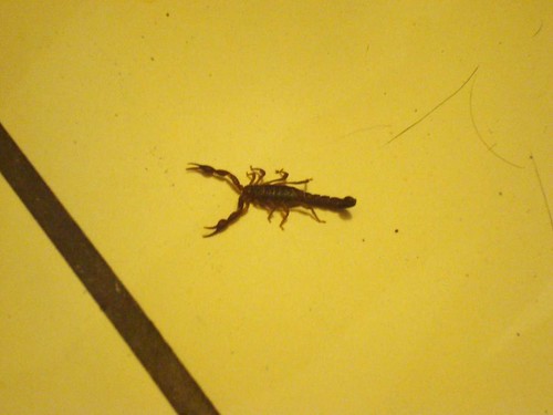 Scorpion in Mah Kitchen-Edit