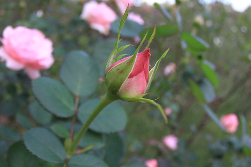Autumn Rose at Yono park