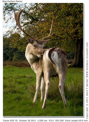 "Does My Bum Look Big In This" Young Fallow Deer Stag Dunham Massey UN tone mapped version by Just Daves Photos