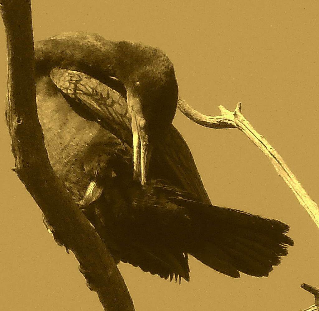05-11-2011-cormorant