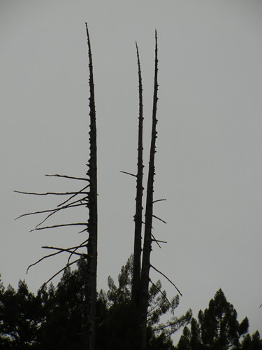 Redwood Forest in Coastal California _ 6976