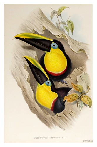 015- Tucan ambiguo-Supplement of the Ramphastidae or family of Toucans Gould John-1855